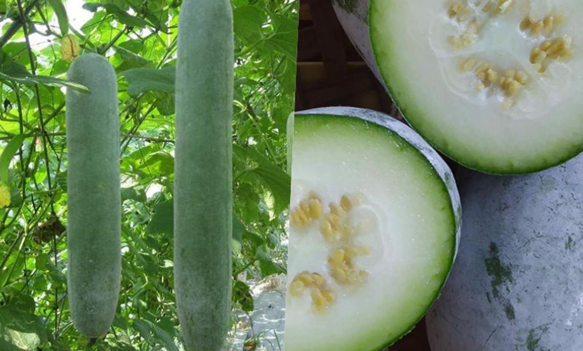 Vietnamese fragrant winter melons