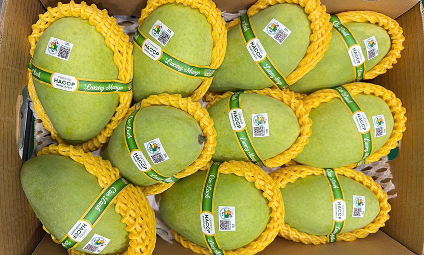 Vietnamese fresh mango exports