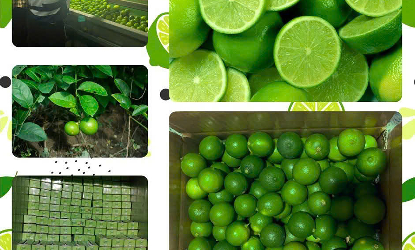Vietnamese green lime: one of the most popular items of Vietnam in UAE