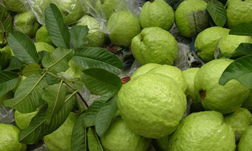 Vietnamese guava exports