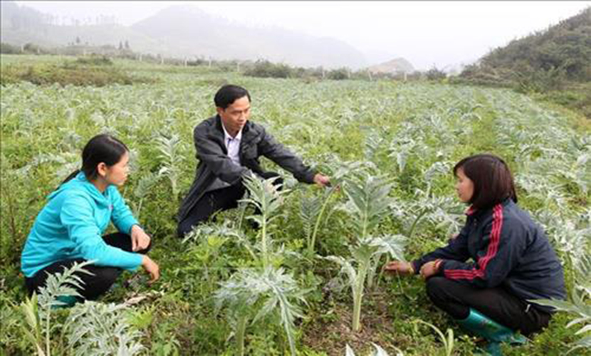 Vietnamese herb farm