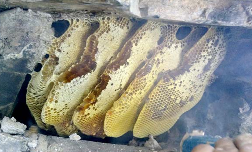 Vietnamese honey production
