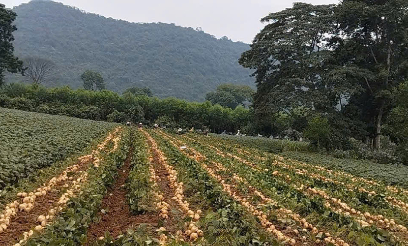Vietnamese jicama farm