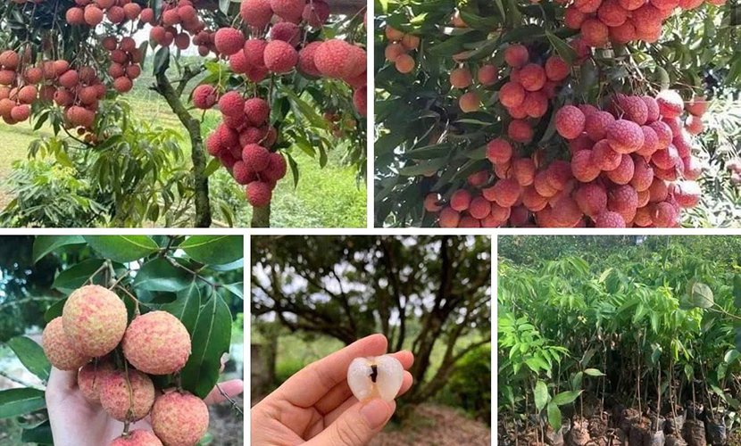 Vietnamese lychee brand