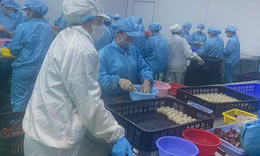 Vietnamese lychee factory