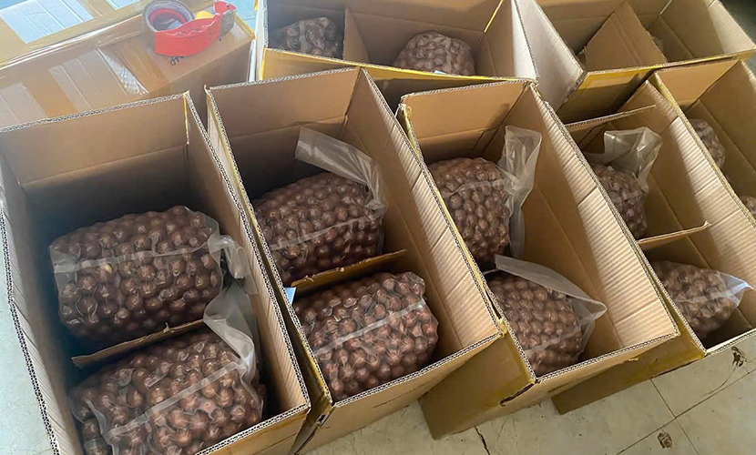 Vietnamese macadamia exports