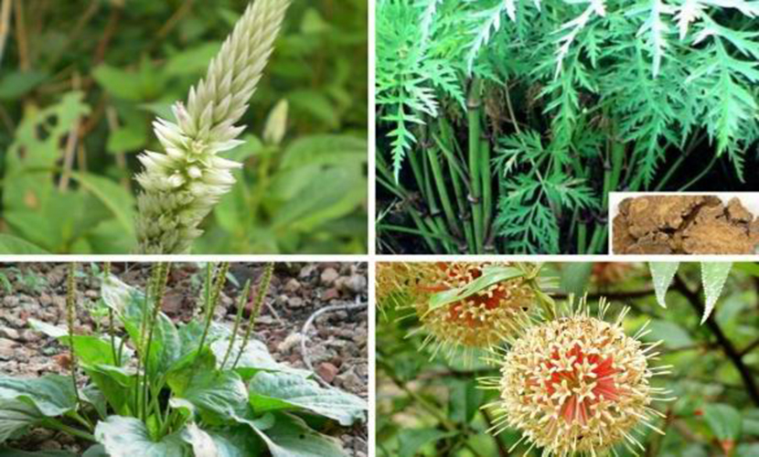 Vietnamese madicinal herbs