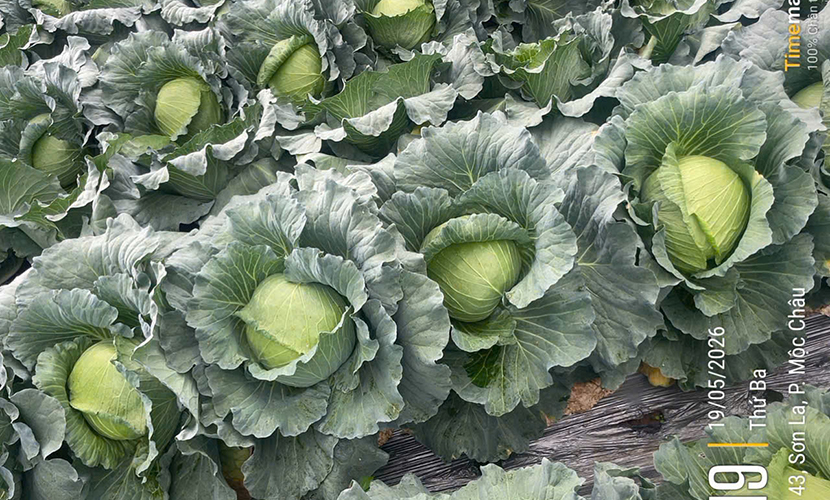 Vietnamese off-season cabbage farms