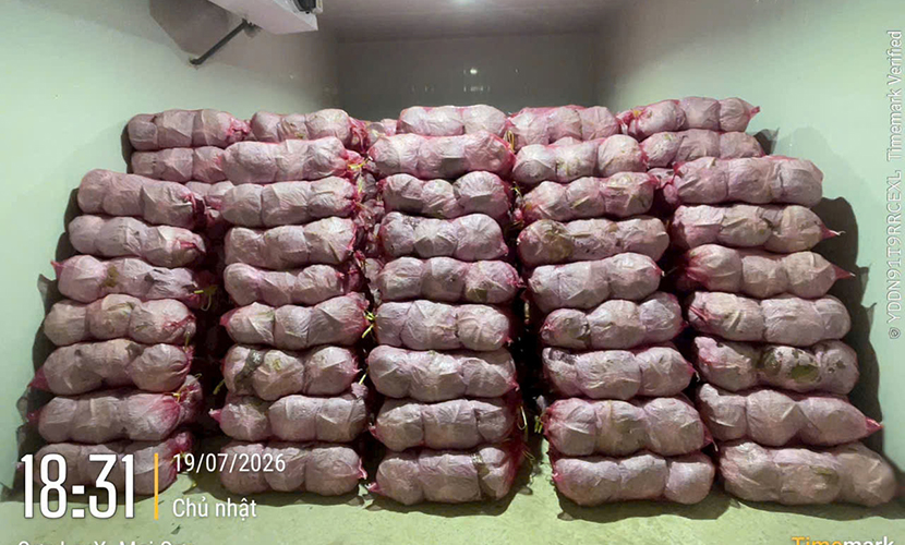 Vietnamese off-season cabbage exports