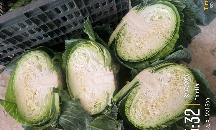 Vietnamese off-season cabbage