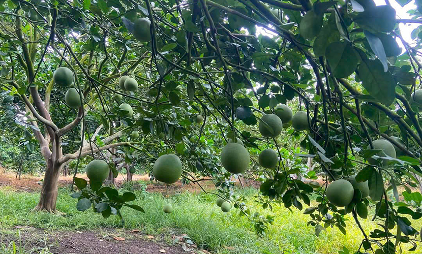 Vietnamese organic pomelo farm