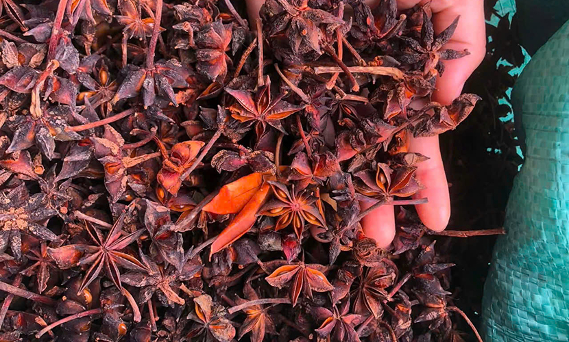 Vietnamese-origin star anise
