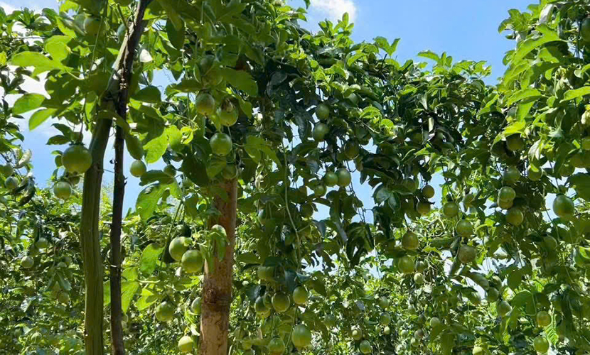 Vietnamese passion fruit trees