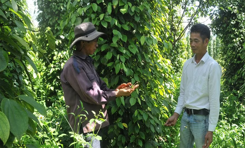 Vietnamese pepper farm