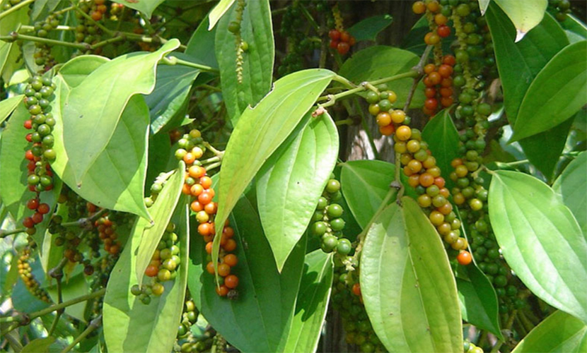 Vietnamese pepper trees