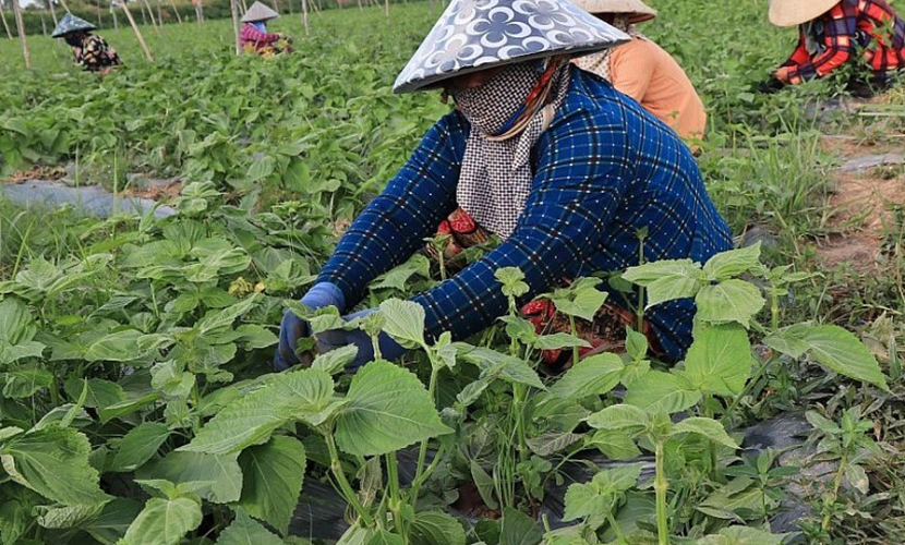 Vietnamese perilla leaves for export