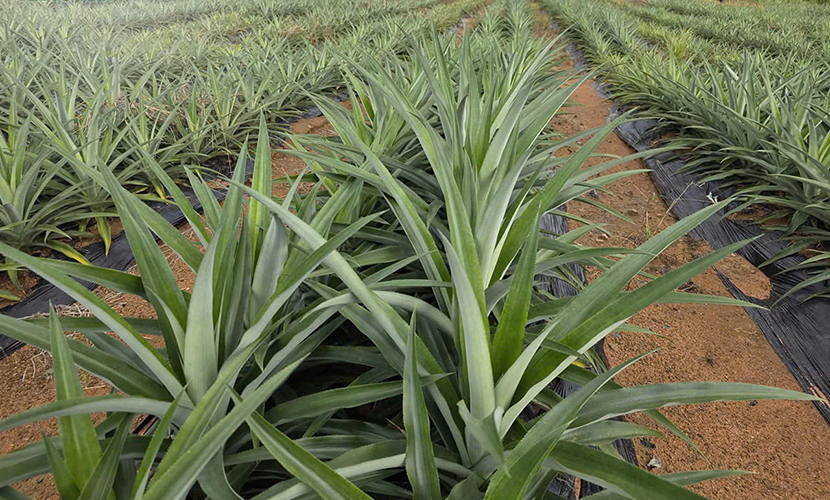 Vietnamese pineapple cultivation