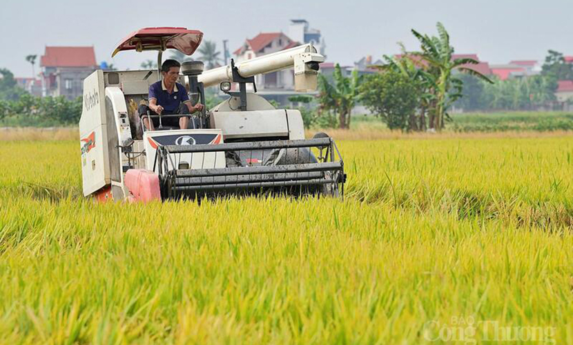 Vietnamese rice field