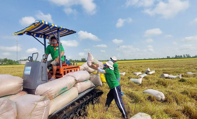 Vietnamese rice harvesting