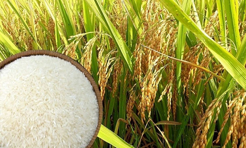 Vietnamese rice