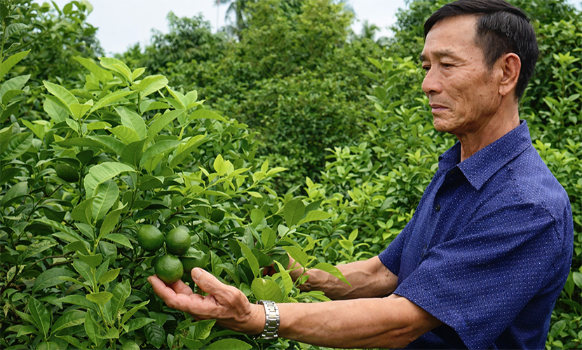 Vietnamese seedless lime farm