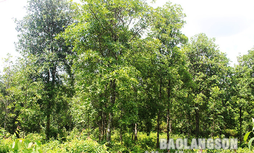 Vietnamese star anise forest