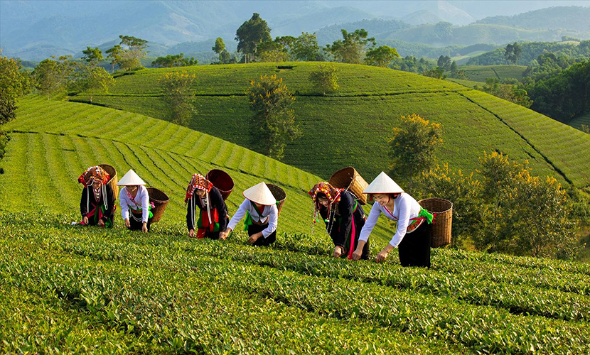Vieetnamese tea harvesting