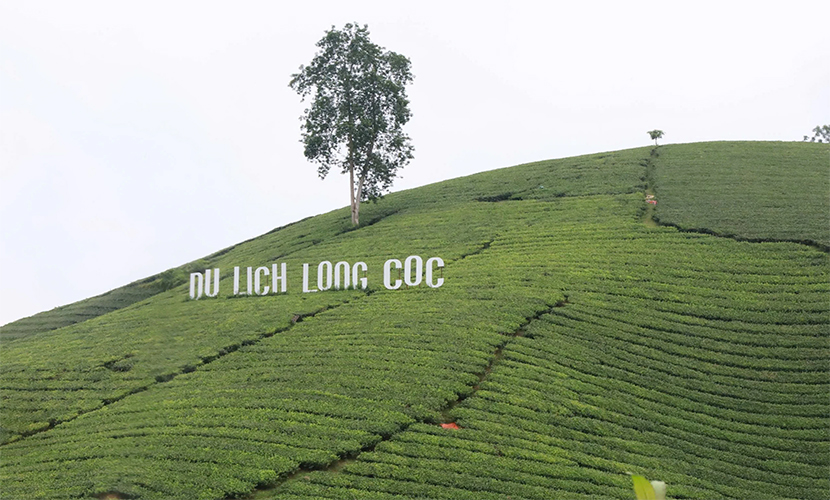 Vietnamese tea hill