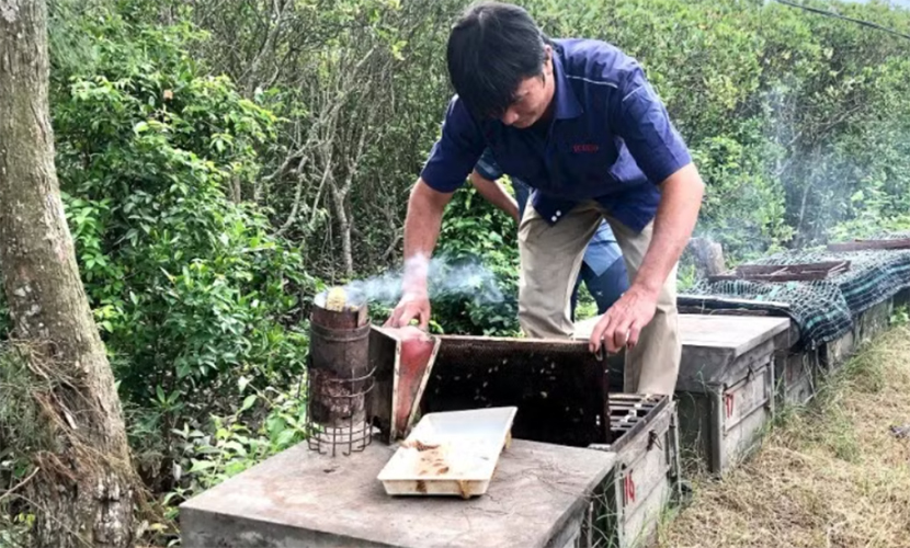 Vietnamese wild honey production